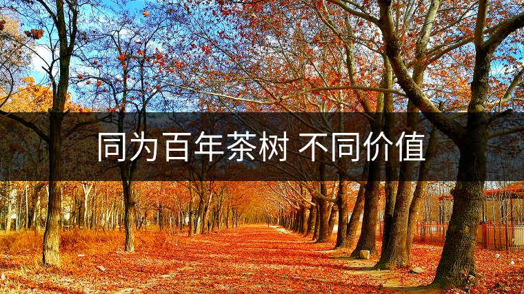 同為百年茶樹(shù) 不同價(jià)值