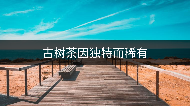 古樹茶因獨(dú)特而稀有 古樹茶因獨(dú)特而稀有