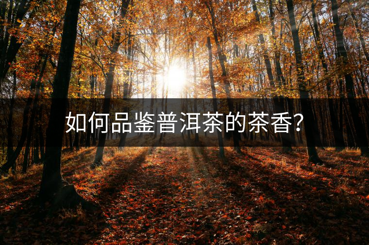 如何品鑒普洱茶的茶香？