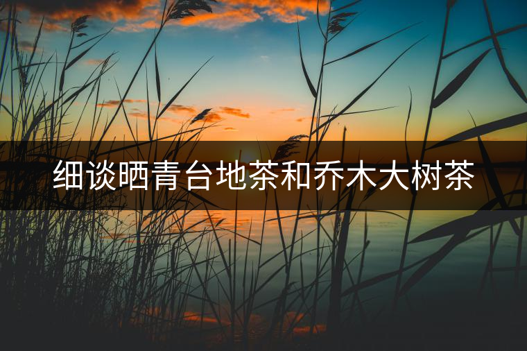 細(xì)談曬青臺(tái)地茶和喬木大樹(shù)茶 細(xì)談曬青臺(tái)地茶和喬木大樹(shù)茶