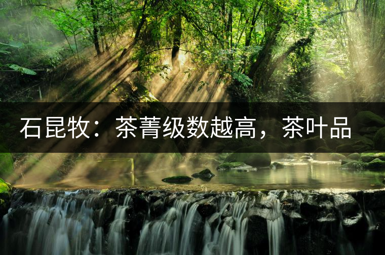 石昆牧：茶菁級(jí)數(shù)越高，茶葉品質(zhì)就越好？