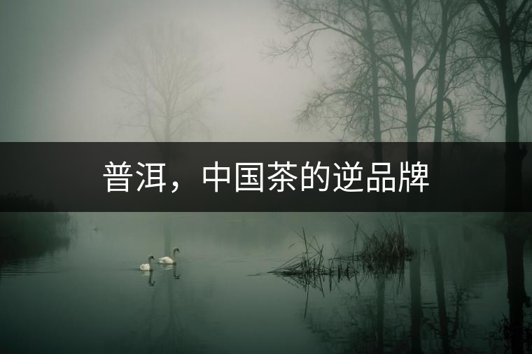 普洱，中國茶的逆品牌