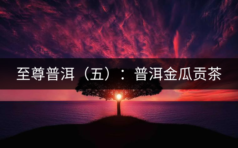 至尊普洱(五):普洱金瓜貢茶 至尊普洱(五):普洱金瓜貢茶
