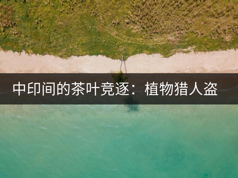 中印間的茶葉競(jìng)逐：植物獵人盜走中國(guó)茶種，改變世界茶葉貿(mào)易版圖