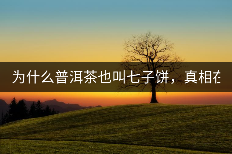 為什么普洱茶也叫七子餅，真相在這里！