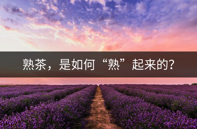 熟茶，是如何“熟”起來的？