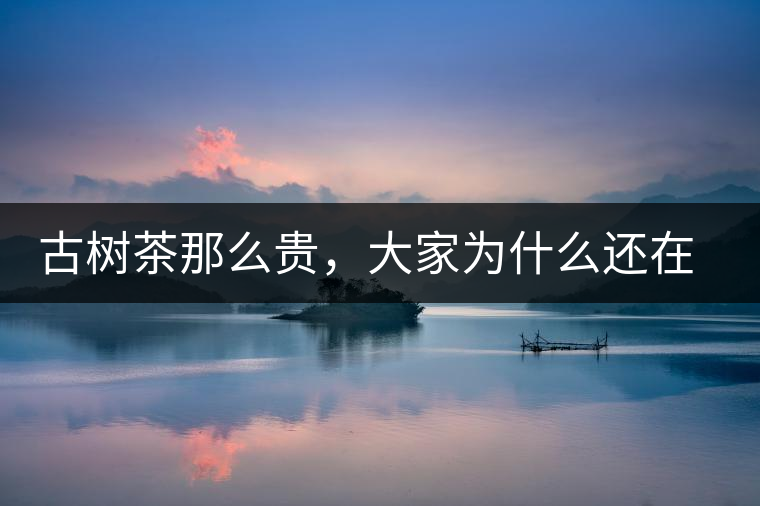 古樹茶那么貴，大家為什么還在瘋狂追求？