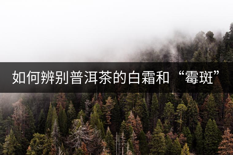 如何辨別普洱茶的白霜和“霉斑”？