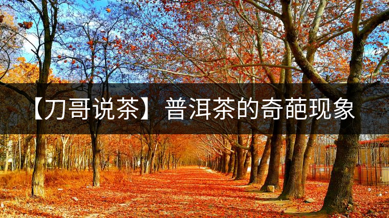 【刀哥說茶】普洱茶的奇葩現(xiàn)象之——新茶比老茶貴！