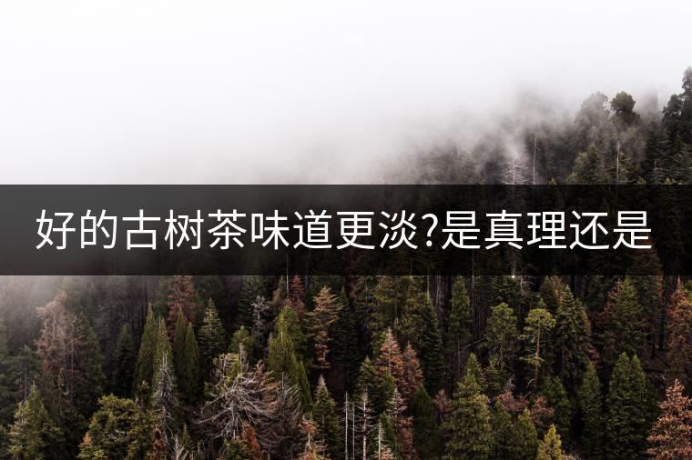 好的古樹茶味道更淡?是真理還是謠言?