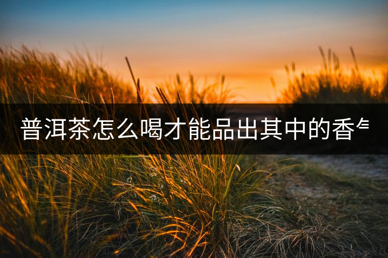 普洱茶怎么喝才能品出其中的香氣？