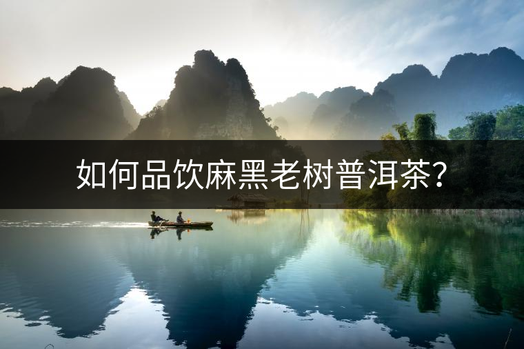 如何品飲麻黑老樹(shù)普洱茶？
