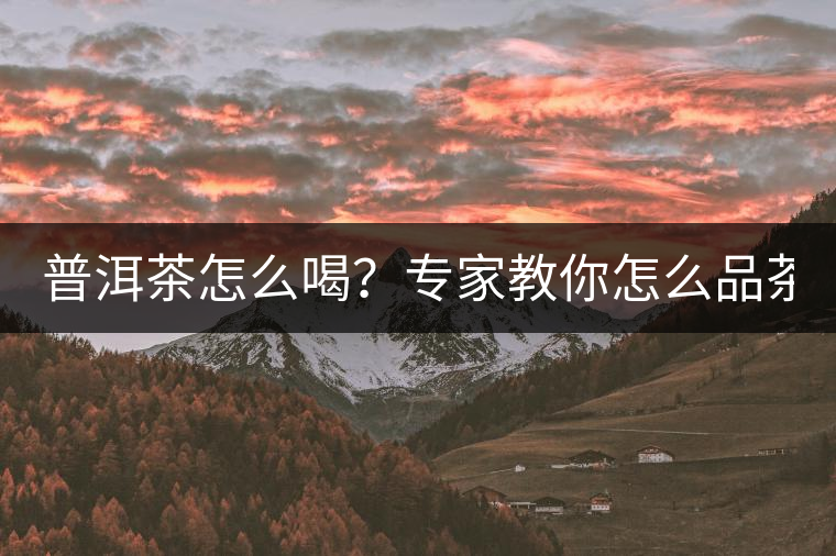 普洱茶怎么喝？專家教你怎么品茶？