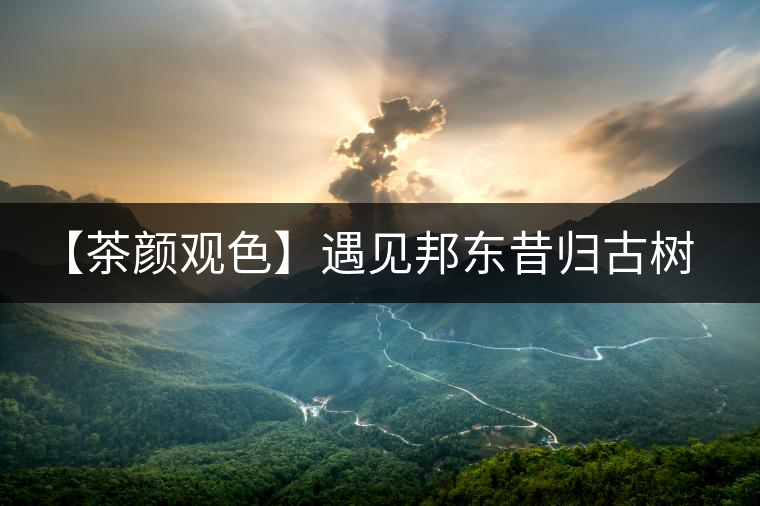 【茶顏觀色】遇見(jiàn)邦東昔歸古樹(shù)之美