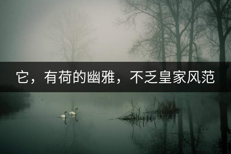 它，有荷的幽雅，不乏皇家風范