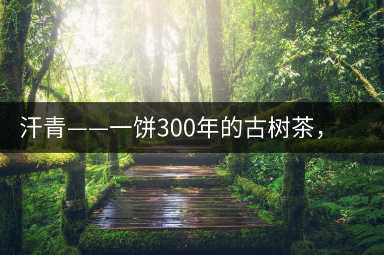 汗青——一餅300年的古樹茶，教您如何品鑒它的真諦