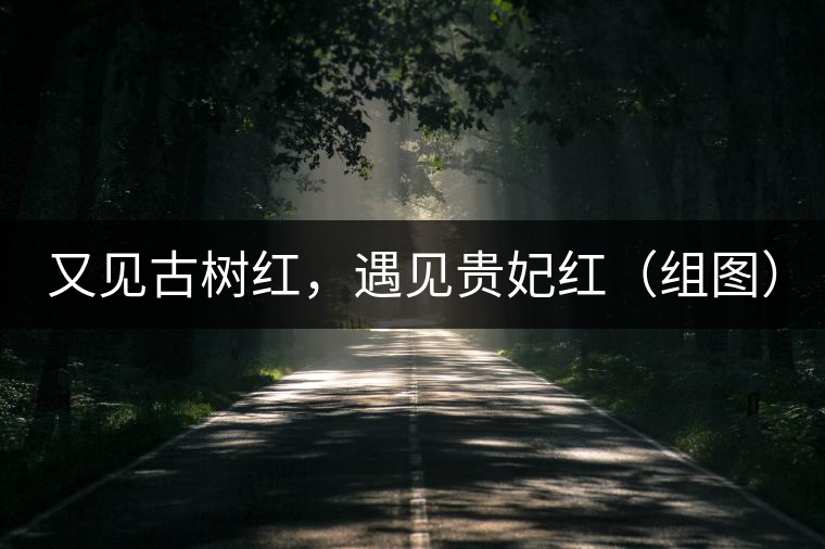 又見古樹紅，遇見貴妃紅（組圖）