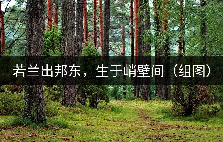 若蘭出邦東，生于峭壁間（組圖）