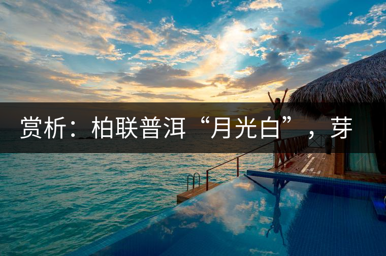 賞析：柏聯(lián)普洱“月光白”，芽白葉黑香甜四溢