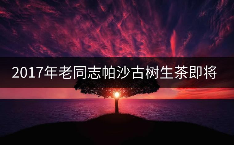2017年老同志帕沙古樹生茶即將上市