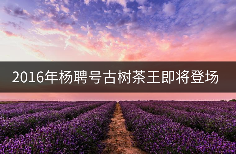 2016年楊聘號(hào)古樹茶王即將登場(chǎng)！