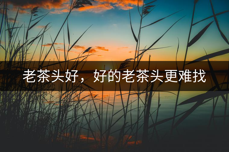 老茶頭好，好的老茶頭更難找