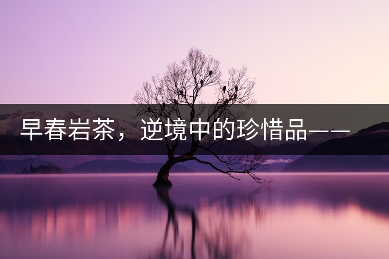早春巖茶，逆境中的珍惜品——“邦東古樹茶”隆重上市