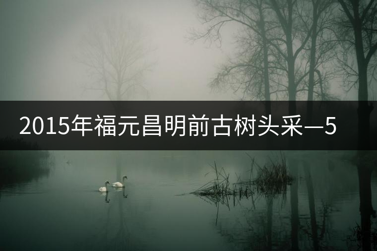2015年福元昌明前古樹頭采—500年古樹攸樂(lè) 2015年福元昌明前古樹頭采—500年古樹攸樂(lè)