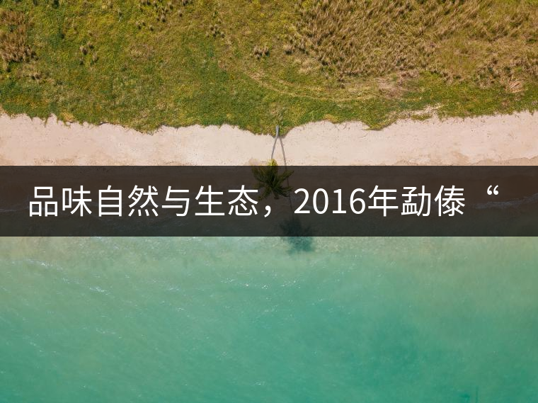 品味自然與生態(tài),2016年勐傣“大雪山古樹茶” 品味自然與生態(tài),2016年勐傣“大雪山古樹茶”