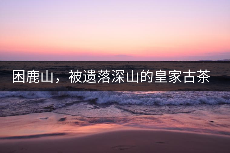 困鹿山，被遺落深山的皇家古茶園