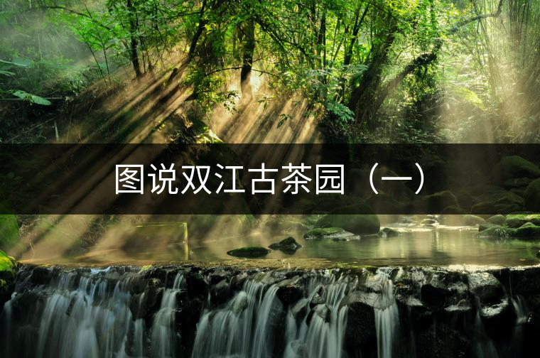 圖說雙江古茶園(一) 圖說雙江古茶園(一)