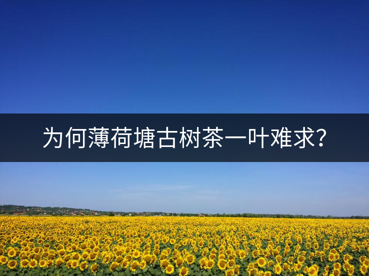 為何薄荷塘古樹茶一葉難求？
