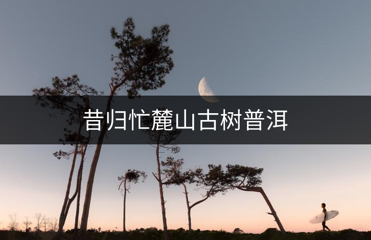 昔歸忙麓山古樹普洱