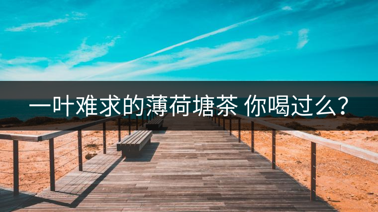 一葉難求的薄荷塘茶 你喝過么？