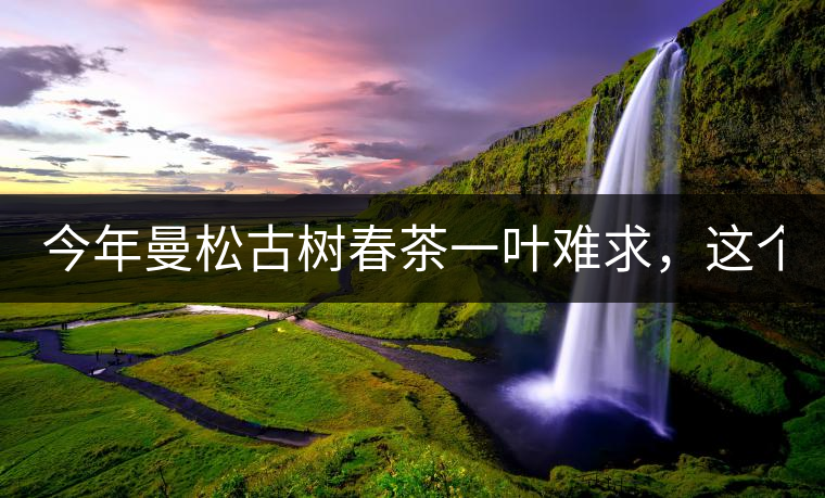 今年曼松古樹春茶一葉難求，這個鍋真不該茶商背!