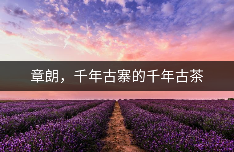 章朗，千年古寨的千年古茶