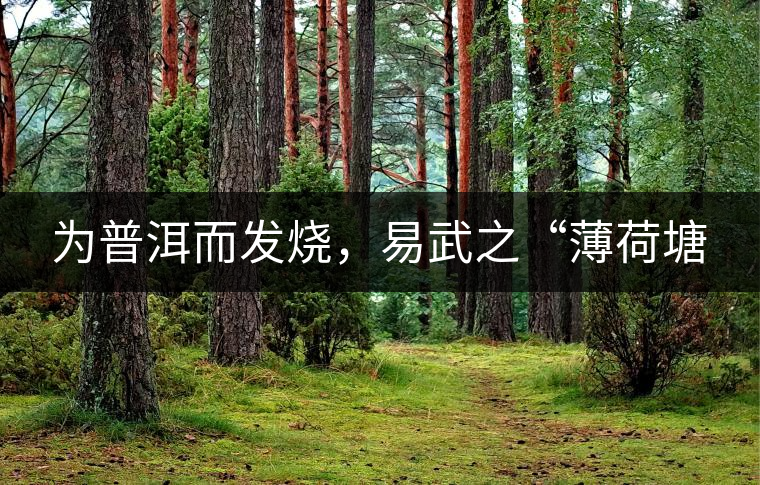 為普洱而發(fā)燒，易武之“薄荷塘