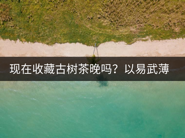 現(xiàn)在收藏古樹茶晚嗎？以易武薄荷塘古樹茶為例