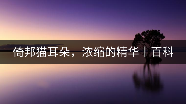 倚邦貓耳朵，濃縮的精華丨百科