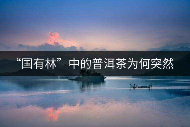 “國有林”中的普洱茶為何突然受追捧？