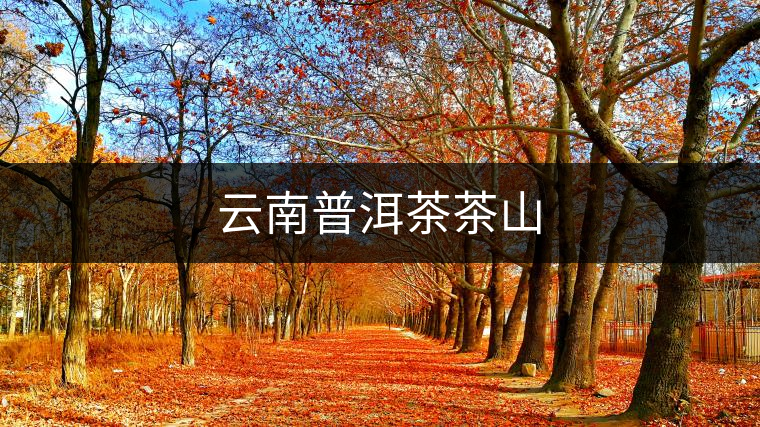 云南普洱茶茶山