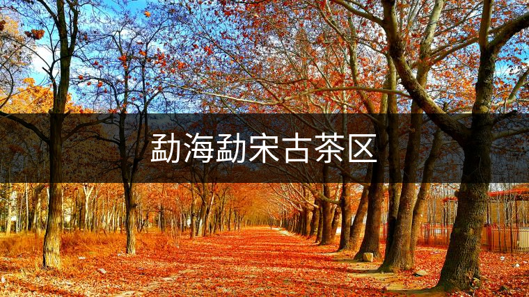 勐海勐宋古茶區(qū) 勐海勐宋古茶區(qū)