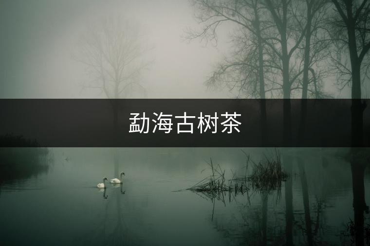 勐海古樹(shù)茶 勐海古樹(shù)茶