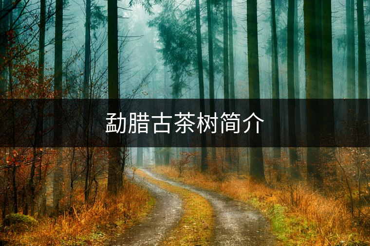 勐臘古茶樹簡(jiǎn)介 勐臘古茶樹簡(jiǎn)介