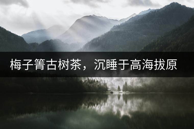 梅子箐古樹茶，沉睡于高海拔原生態(tài)的冰甜美人