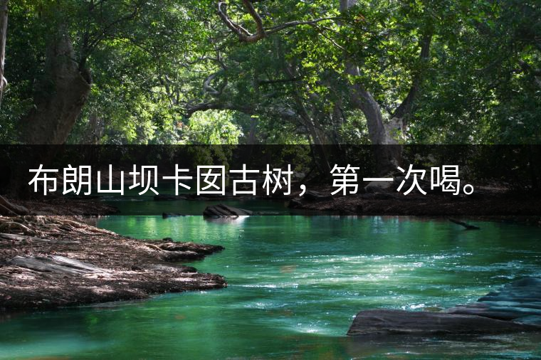 布朗山壩卡囡古樹，第一次喝。感覺(jué)不錯(cuò)，這茶不苦