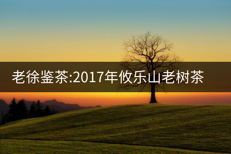 老徐鑒茶:2017年攸樂(lè)山老樹(shù)茶品鑒報(bào)告