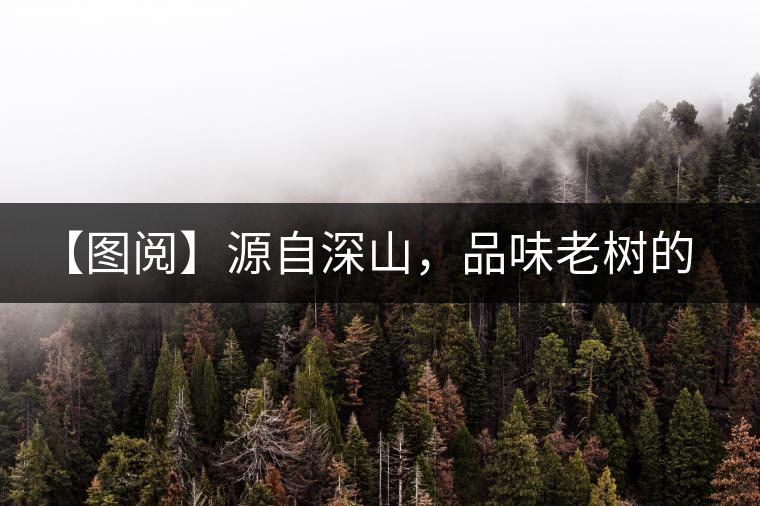 【圖閱】源自深山，品味老樹的味道