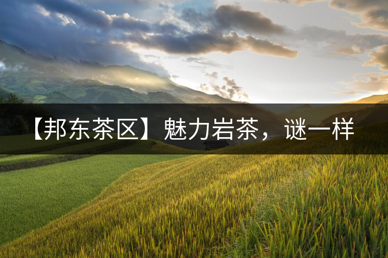 【邦東茶區(qū)】魅力巖茶，謎一樣的邦東！