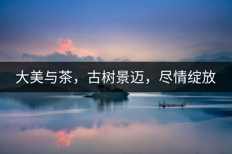 大美與茶，古樹景邁，盡情綻放